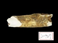 藏品(哺乳動物腿骨化石)的圖片